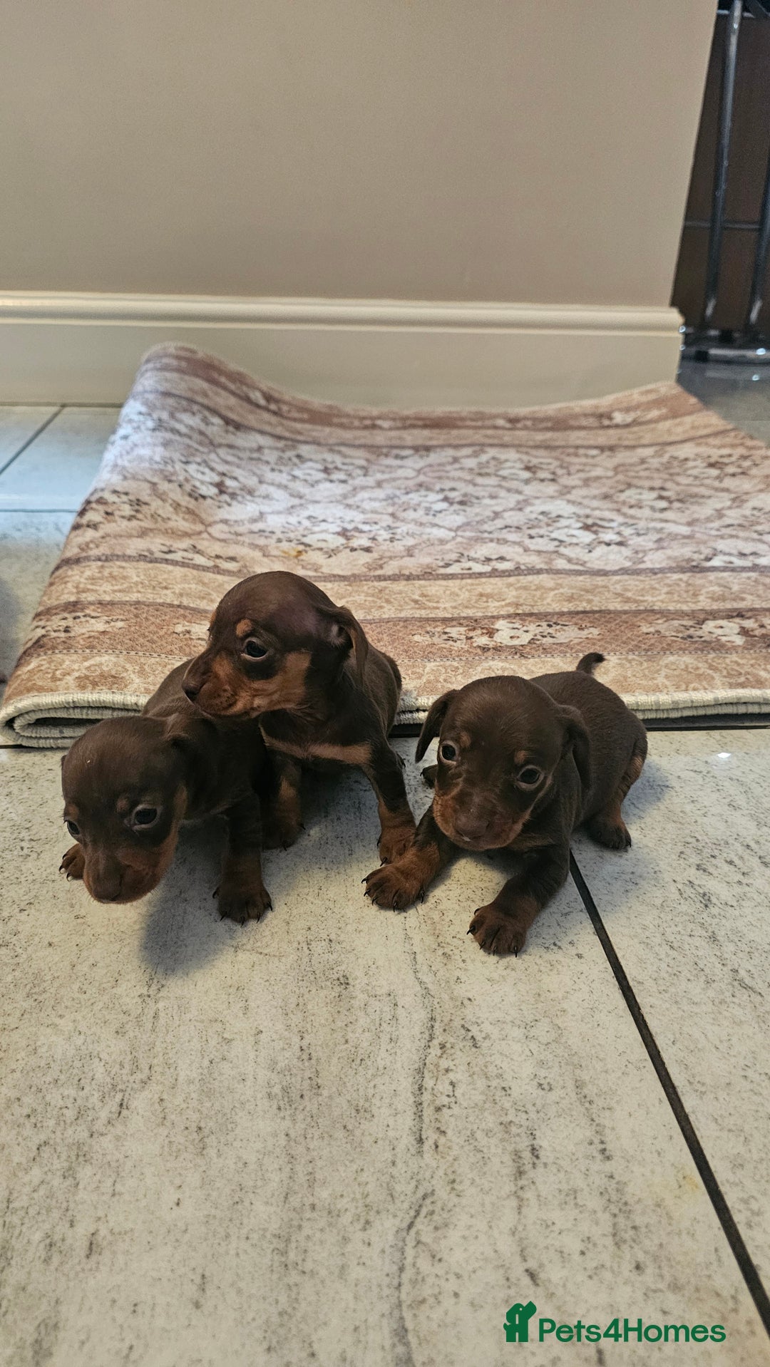 Dachshund dogs for sale: Miniature Dachshund Puppies. - Advert 4