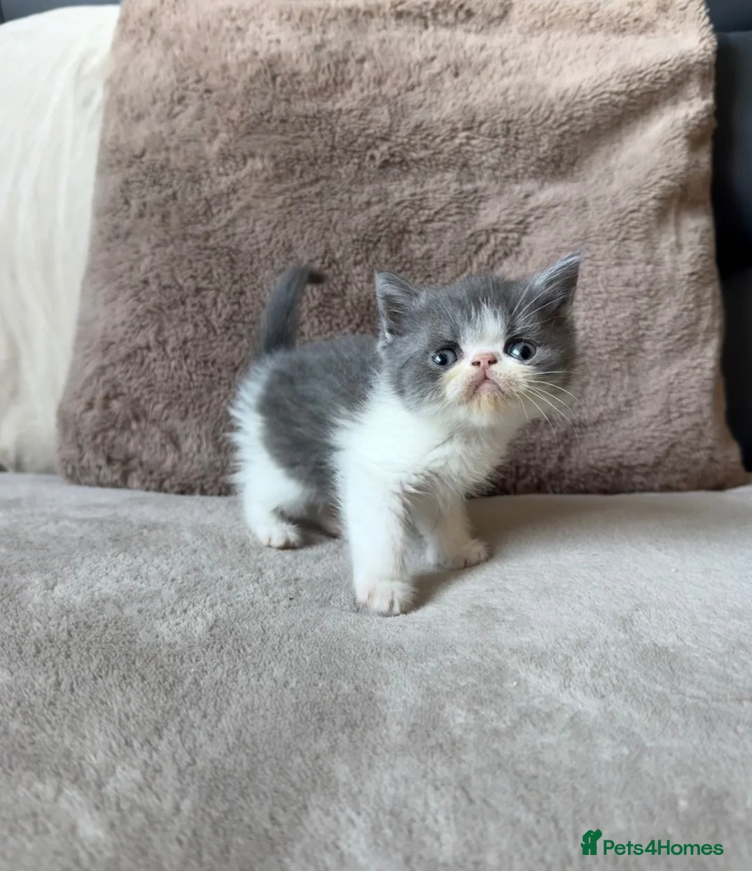 Exotic cats for sale: 4 exotic short hair boys for sale  - Advert 23
