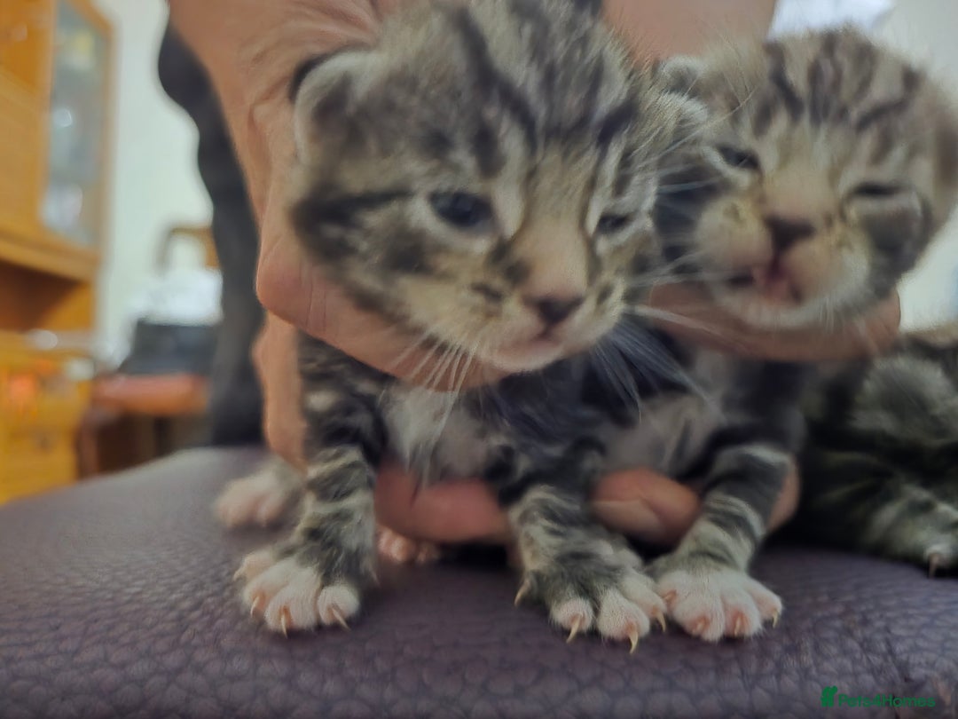 Bengal cats for sale: 4 Beautiful Bengal Kittens For Sale - Image 6