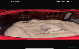 Chihuahua dogs for sale: One chihuahua boy left - Image 5