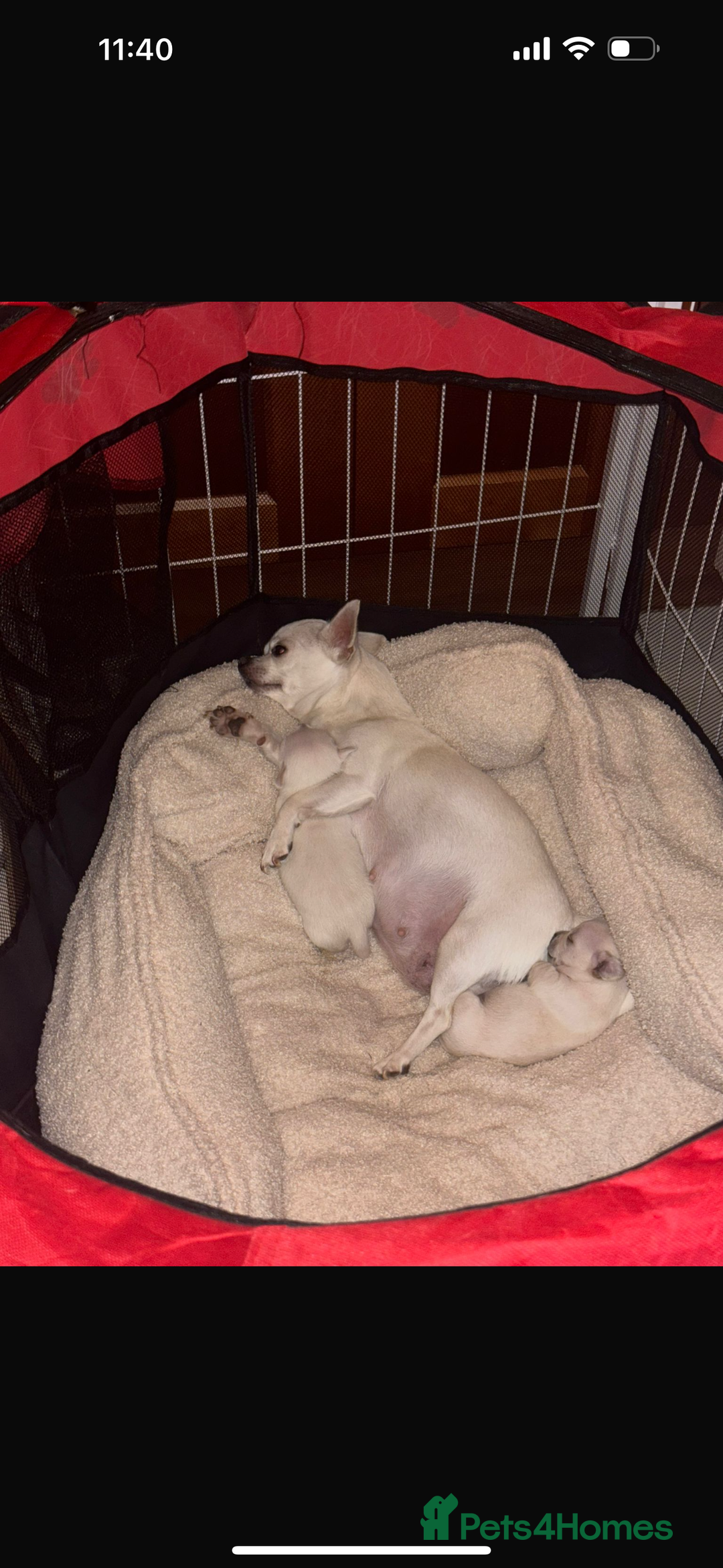 Chihuahua dogs for sale: One chihuahua boy left - Image 5