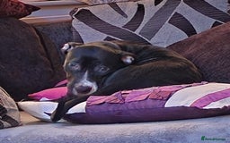 Mixed Breed dogs for sale: Female dog to a dog home (please read description) - Image 10