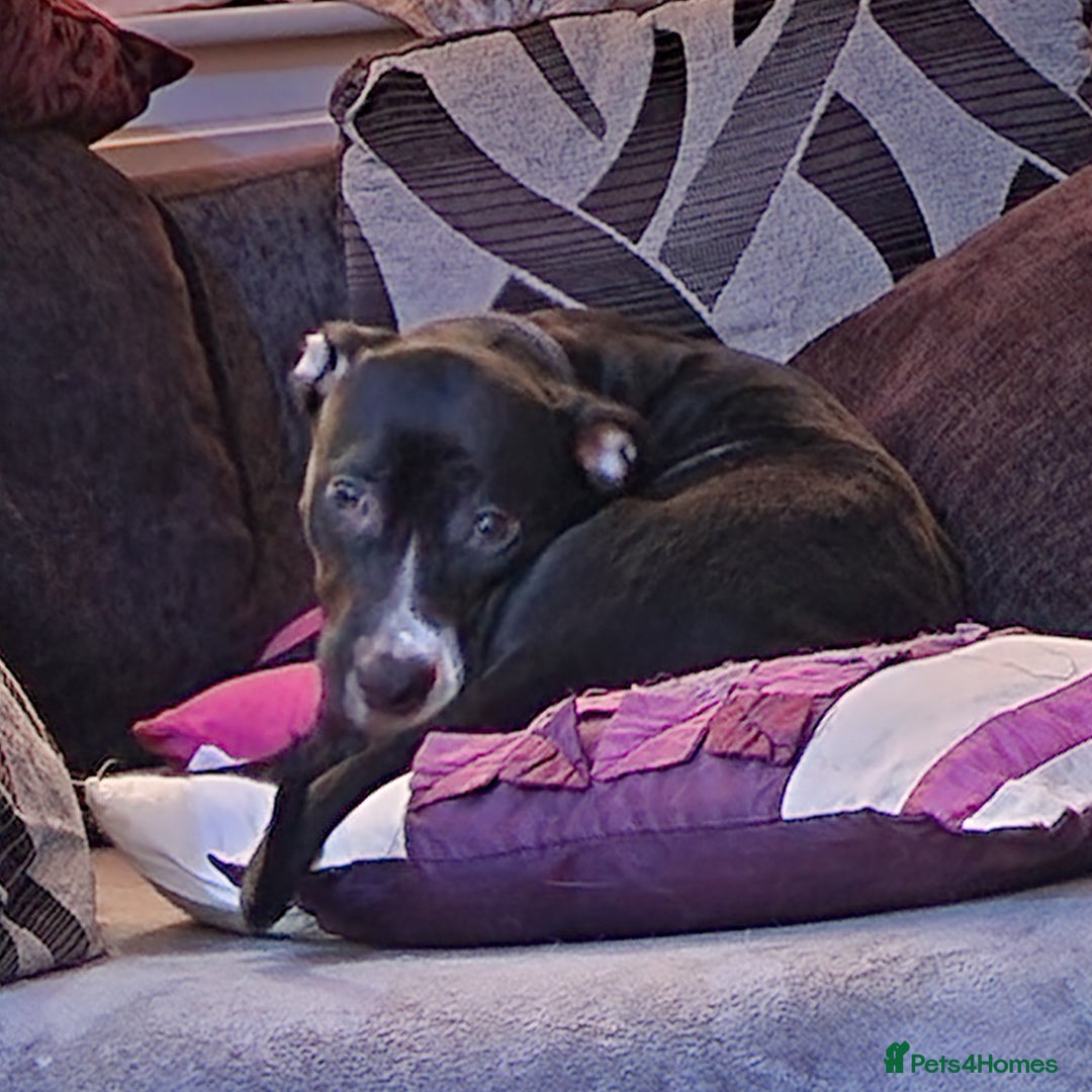 Mixed Breed dogs for sale: Female dog to a dog home (please read description) - Image 10