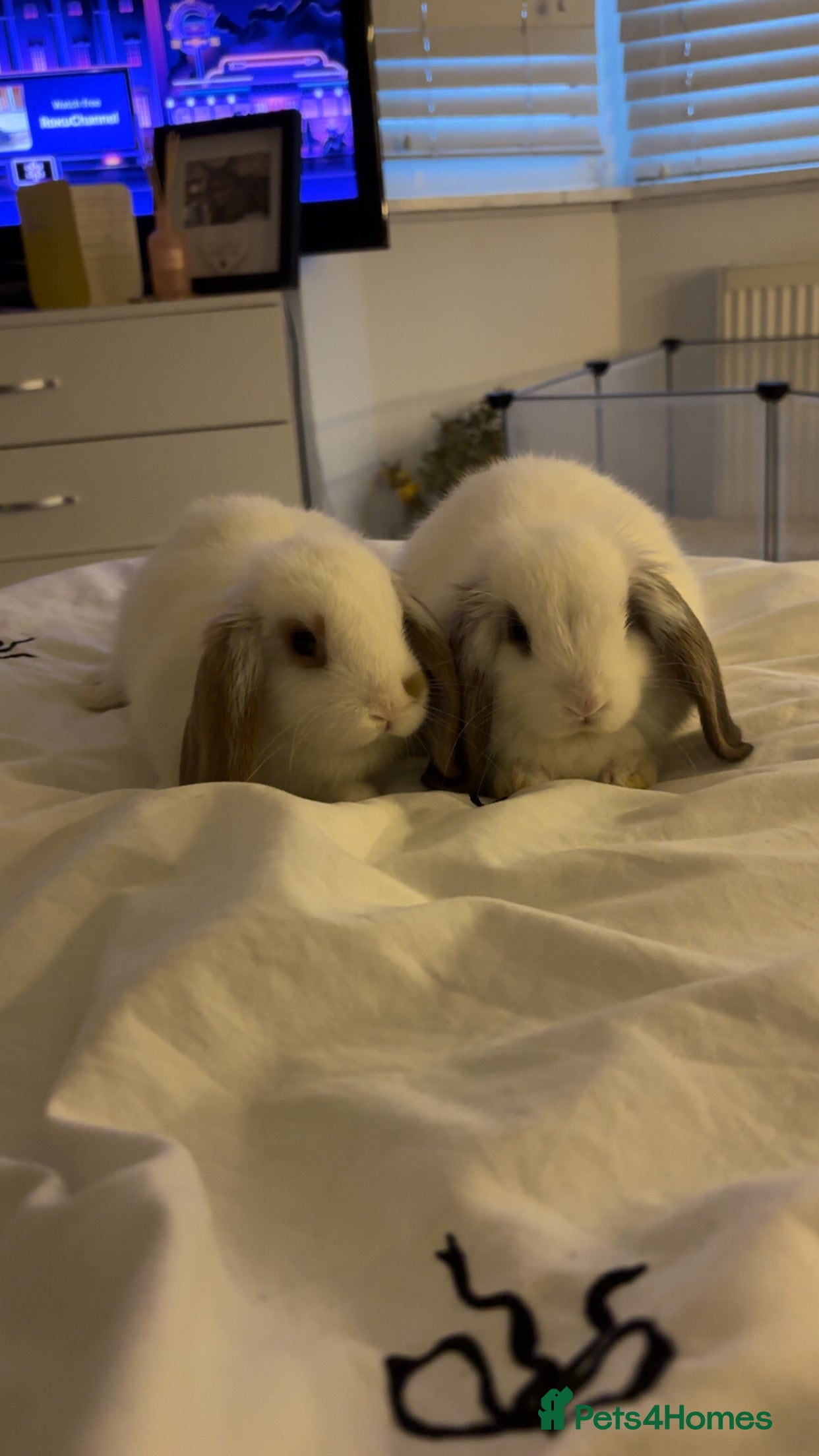 Mini Lop rabbits Mini lops - Advert 14