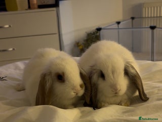 Mini Lop rabbits Mini lops - Advert 14