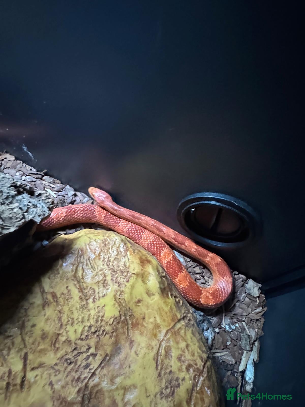 Corn Snake reptiles Corn Snake - Female - Advert 1