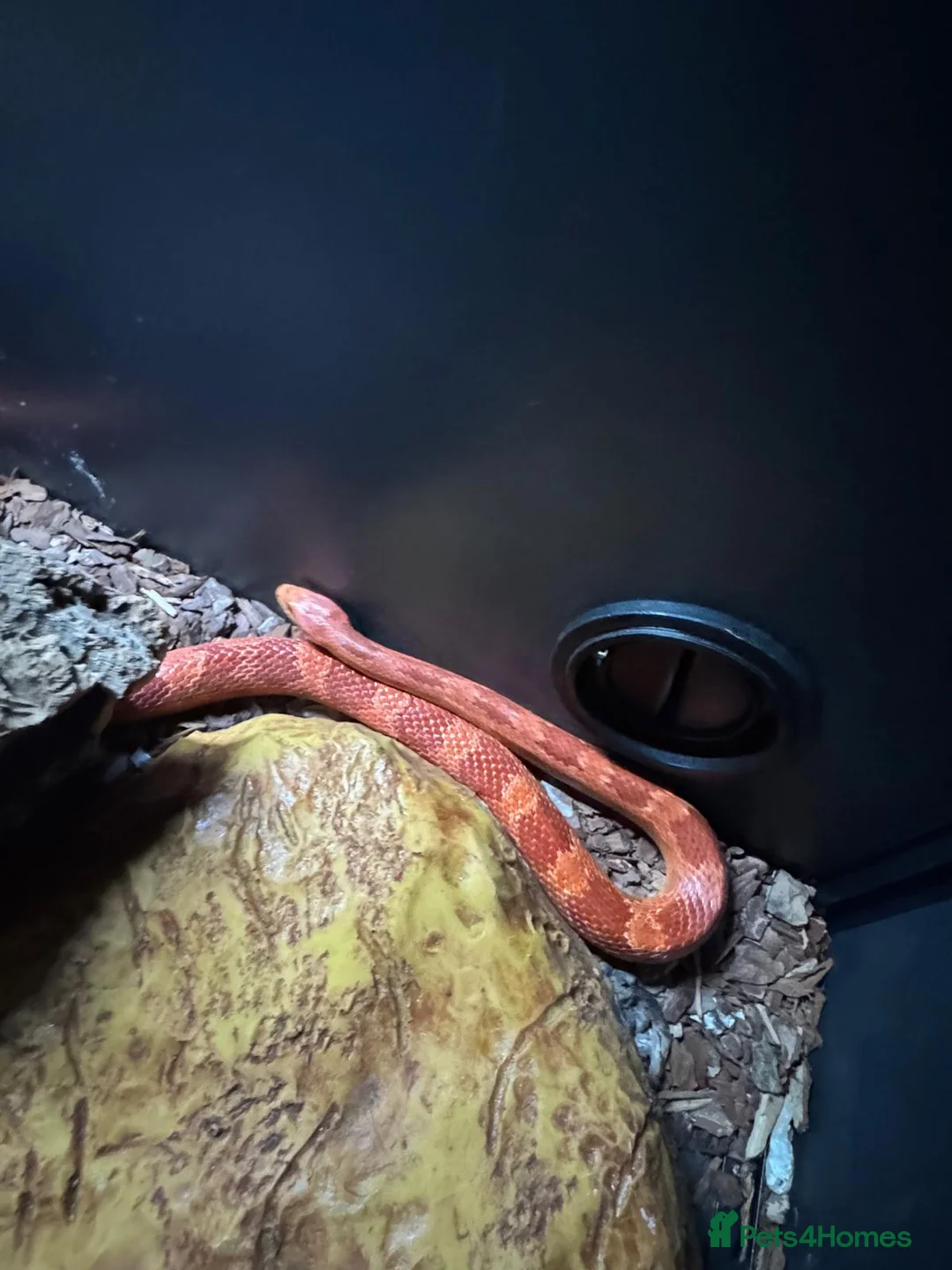 Corn Snake reptiles for sale: Corn Snake - Female - Advert 1