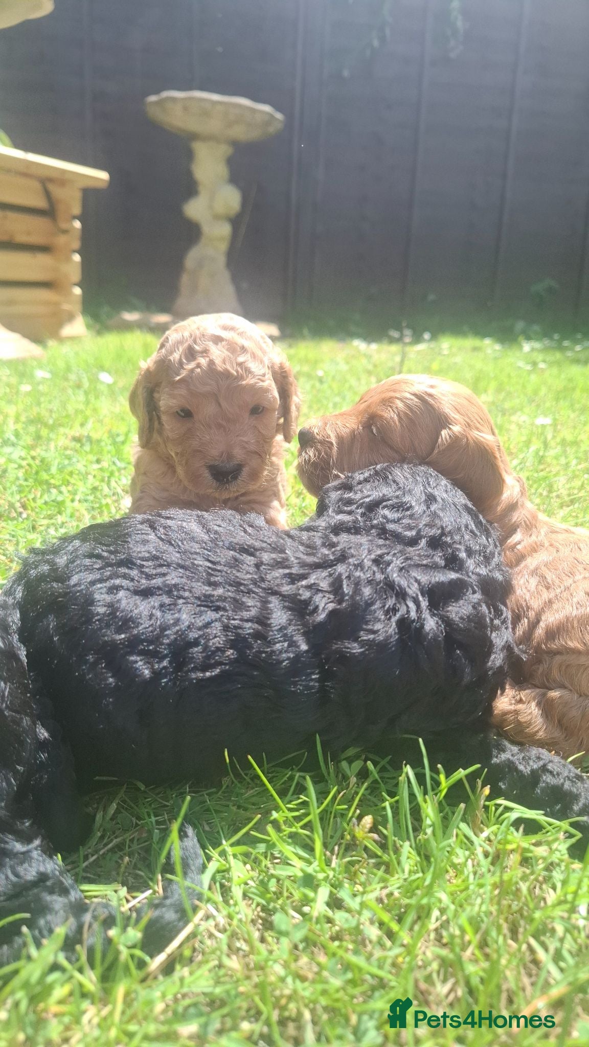 Cockapoo dogs Gorgeous cockapoos - Advert 2