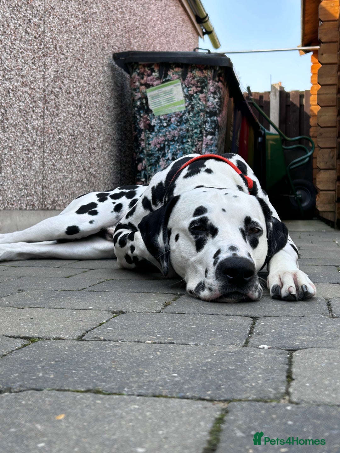 Dalmatian dogs for stud: Handsome boy for stud in Doncaster - Image 11