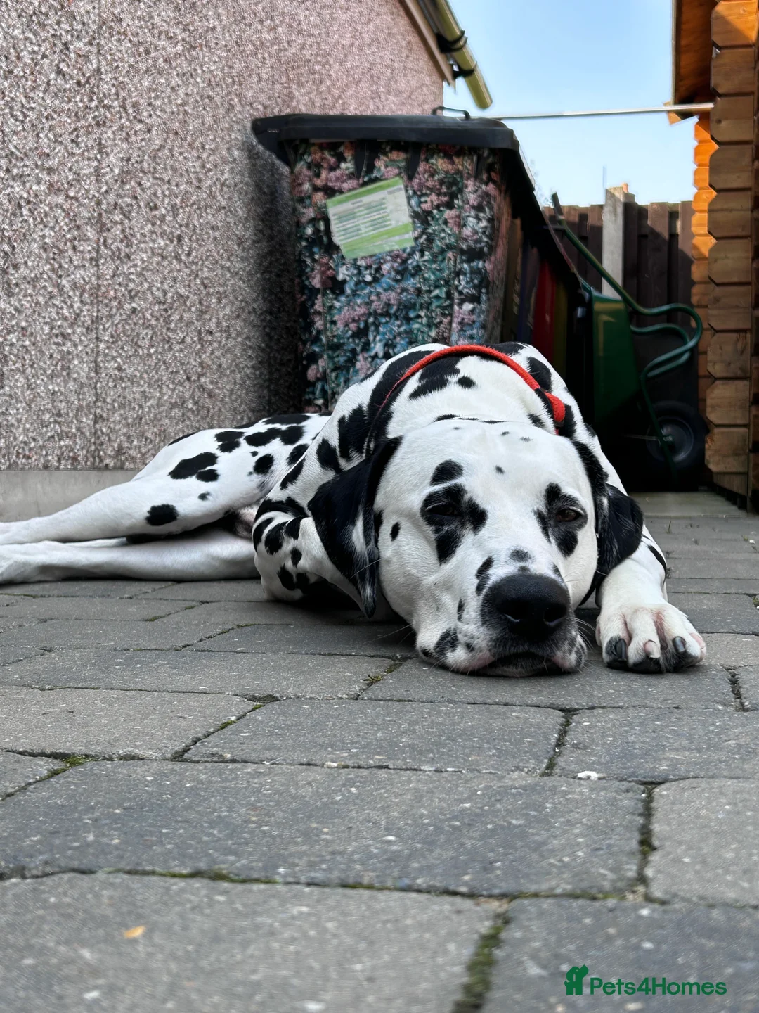 Dalmatian dogs for stud: Handsome boy for stud in Doncaster - Advert 11