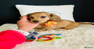 Miniature Dachshund dogs - Advert 15