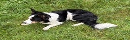 Border Collie dogs for sale: Border Collie (Registered) - Advert 2
