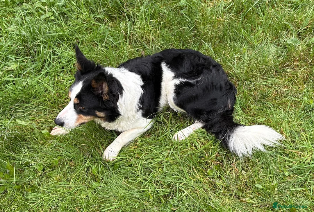Border Collie dogs for sale: Border Collie (Registered) - Advert 2