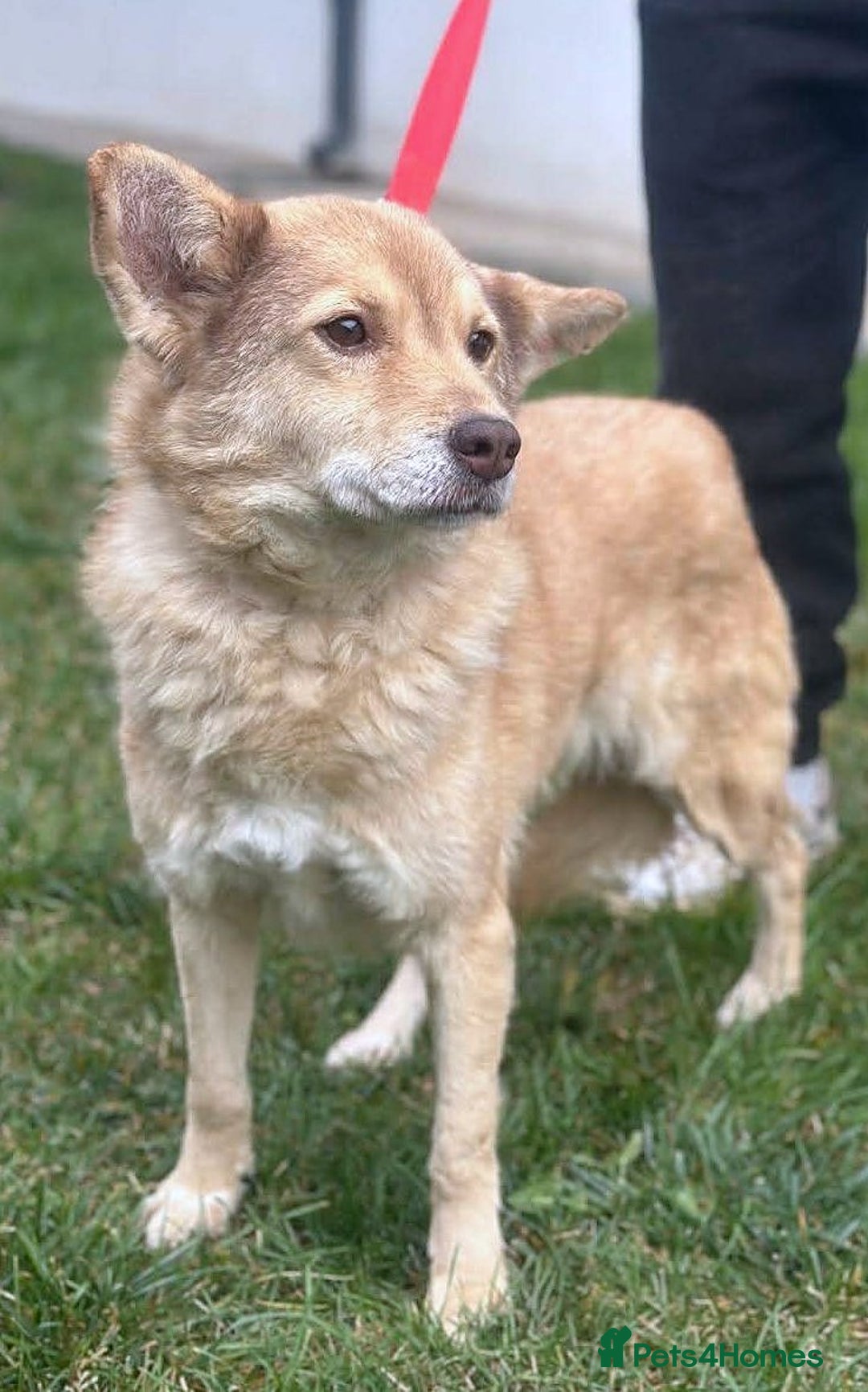 Mixed Breed dogs for adoption: ✨ Elena – a sweet girl with the softest heart ✨ - Advert 2