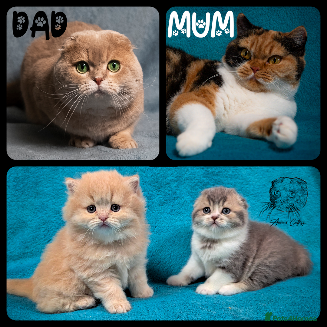 Scottish Fold cats for sale: TICA Registered Scottish kittens - Advert 23