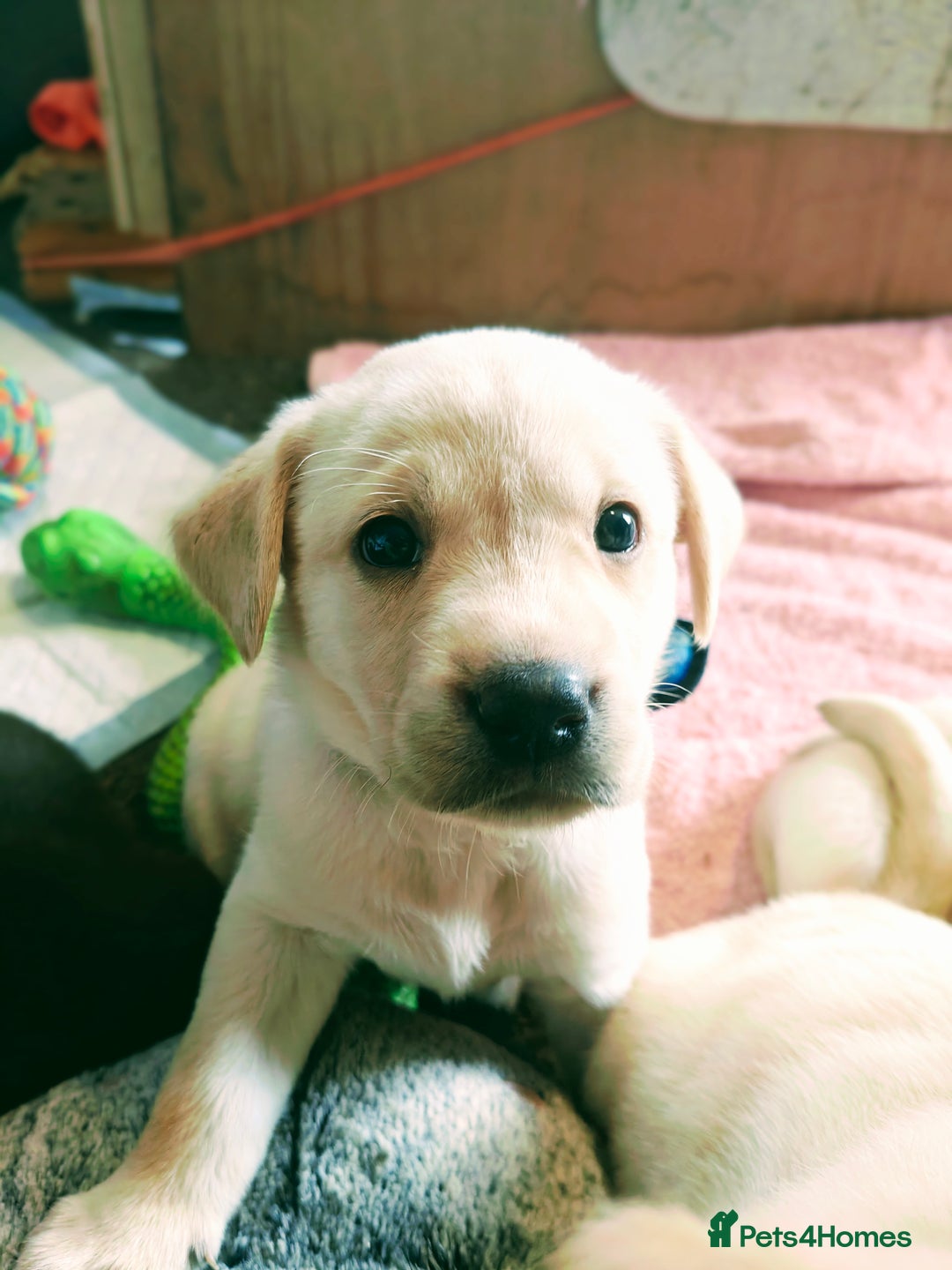 Labrador Retriever dogs for sale: Quality KC reg labs (Rare blue eyes!) - Advert 33