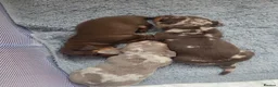 Miniature Dachshund dogs for sale: Beautiful mini dachshunds for sale - Advert 2