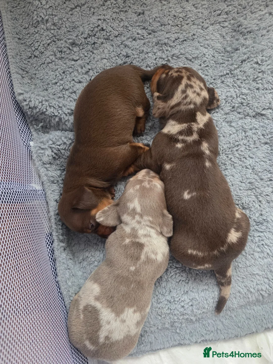 Miniature Dachshund dogs for sale: Beautiful mini dachshunds for sale - Advert 2