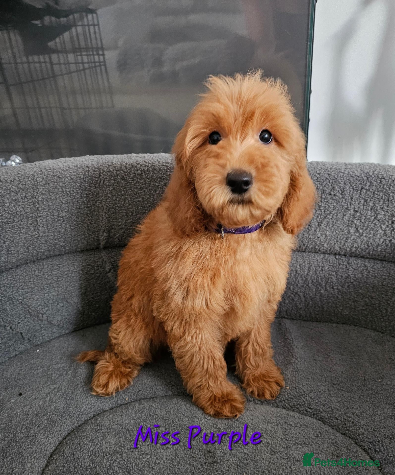 Mini Goldendoodle dogs Goldendoodle F1b Ready Now - Advert 2