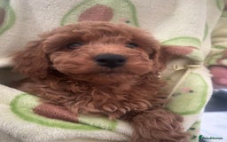 Cavapoo dogs for sale: Cavapoo puppies for sale - Image 11