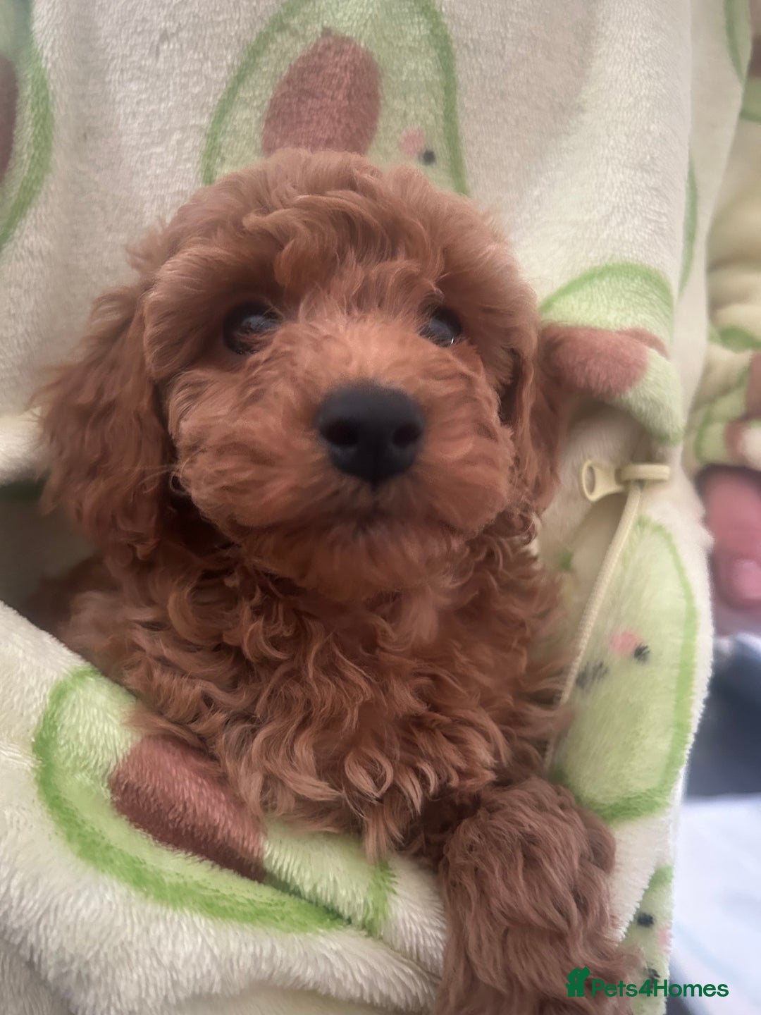 Cavapoo dogs for sale: Cavapoo puppies for sale - Image 11