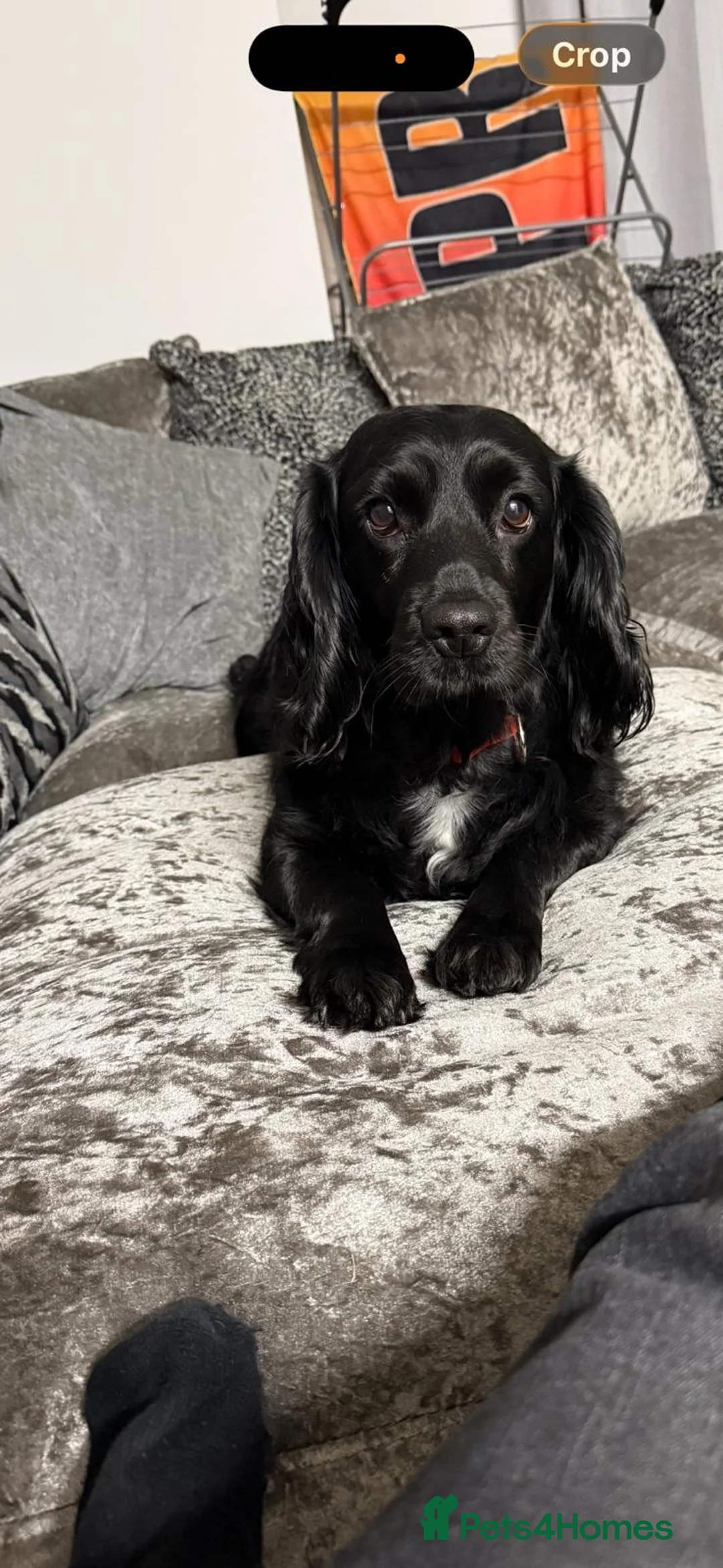 Mixed Breed dogs for sale: Cocker spaniel/ westipoo pups - Advert 2