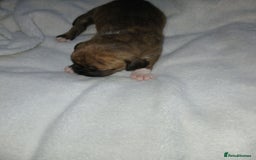Staffordshire Bull Terrier dogs for sale: Staffordshire bull terror puppies  in London - Image 20