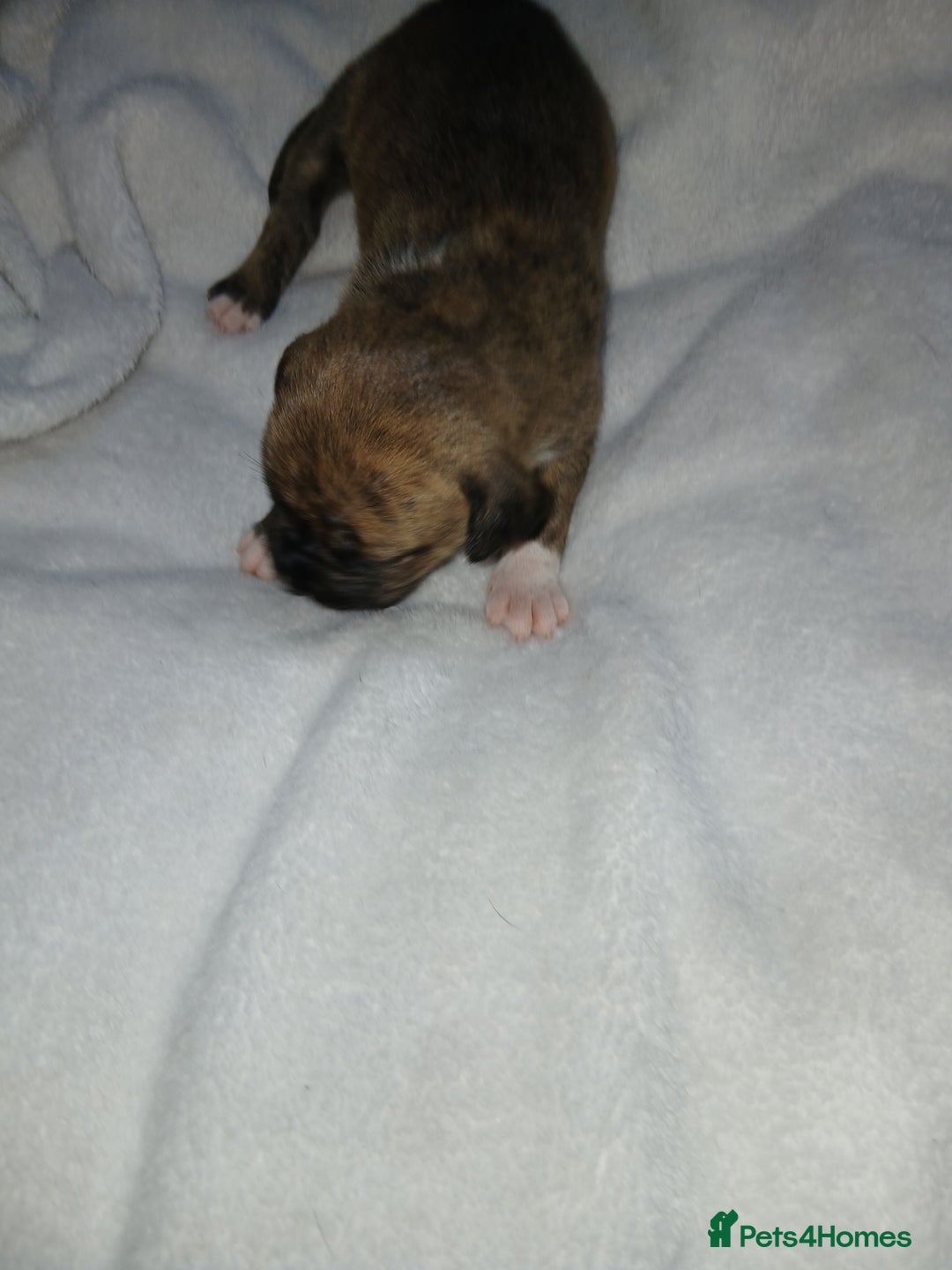Staffordshire Bull Terrier dogs for sale: Staffordshire bull terror puppies  in London - Image 20