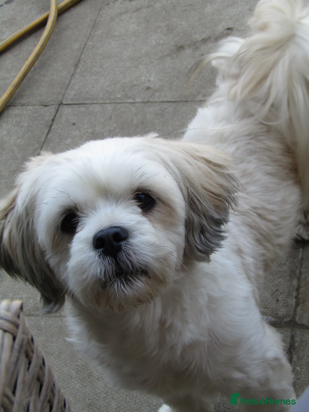 Lhasa Apso dogs for sale: female lhasa apso  - Advert 1