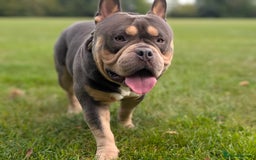American Bully dogs for sale: Pocket bully  - Image 1