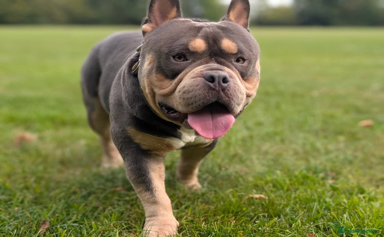 American Bully dogs - Advert 1