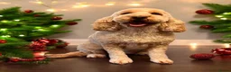 Cockapoo dogs for sale: Cockerpoo male 4 year old available  in Newport - Advert 5
