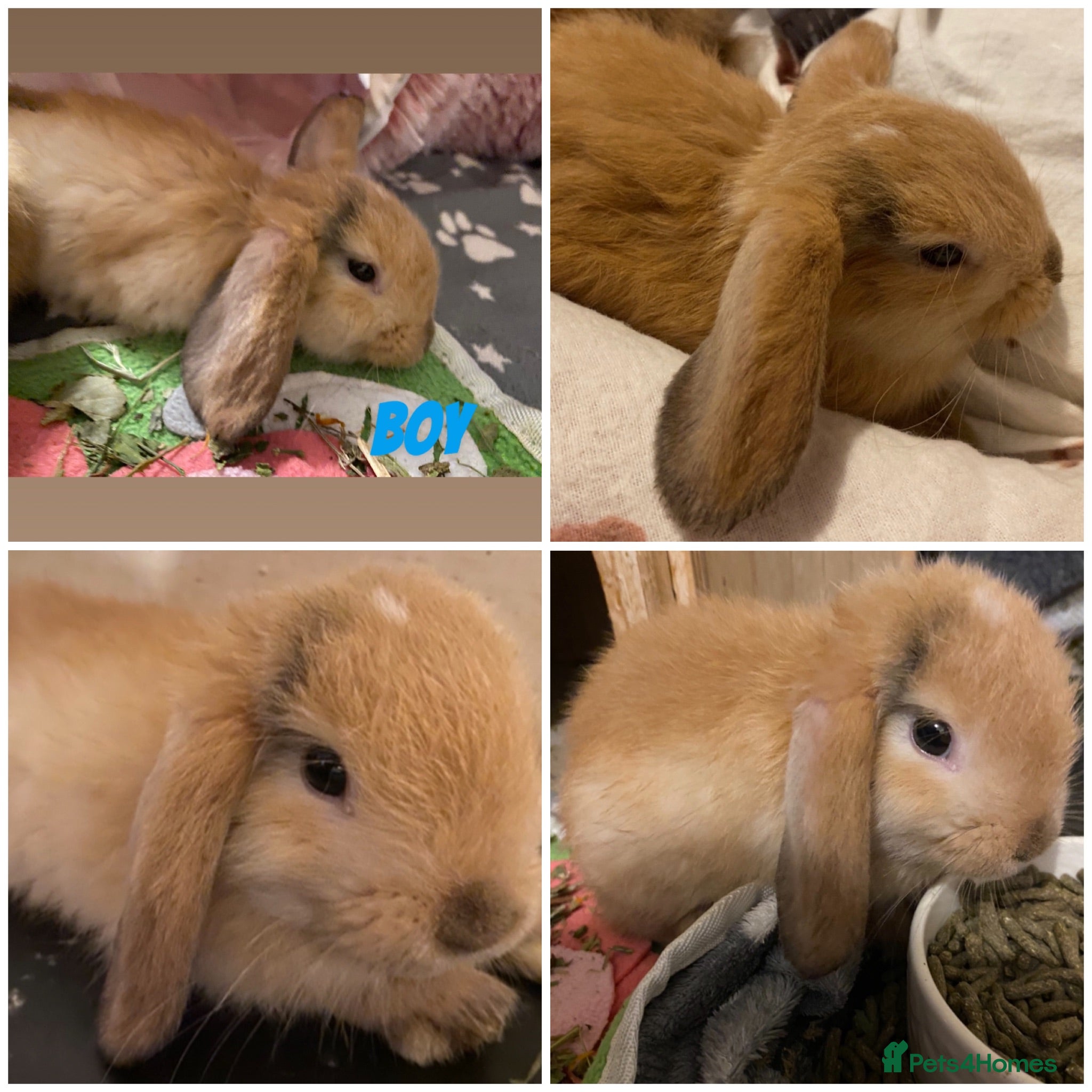 Mini Lion Lop rabbits ⭐️Beautiful fluffy Lionlops⭐️ - Advert 2
