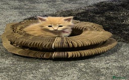 Maine Coon cats for sale: 1 boy is now available and 2 cream girls   - Image 13