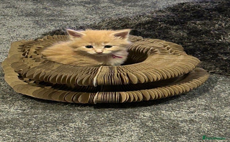 Maine Coon cats - Advert 13