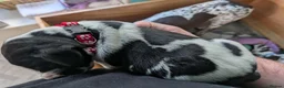 German Shorthaired Pointer dogs for sale: Stunning 3rd Generation Pups Available  - Advert 14