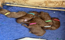 Cockapoo dogs for sale: Gorgeous F1b fox red cockapoo puppies  - Image 10