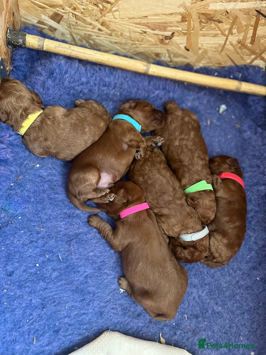 Cockapoo dogs for sale: Gorgeous F1b fox red cockapoo puppies  - Image 10