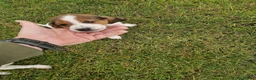 Mixed Breed dogs for sale: Litter of 8 beagle puppies  in Kilmarnock - Advert 9