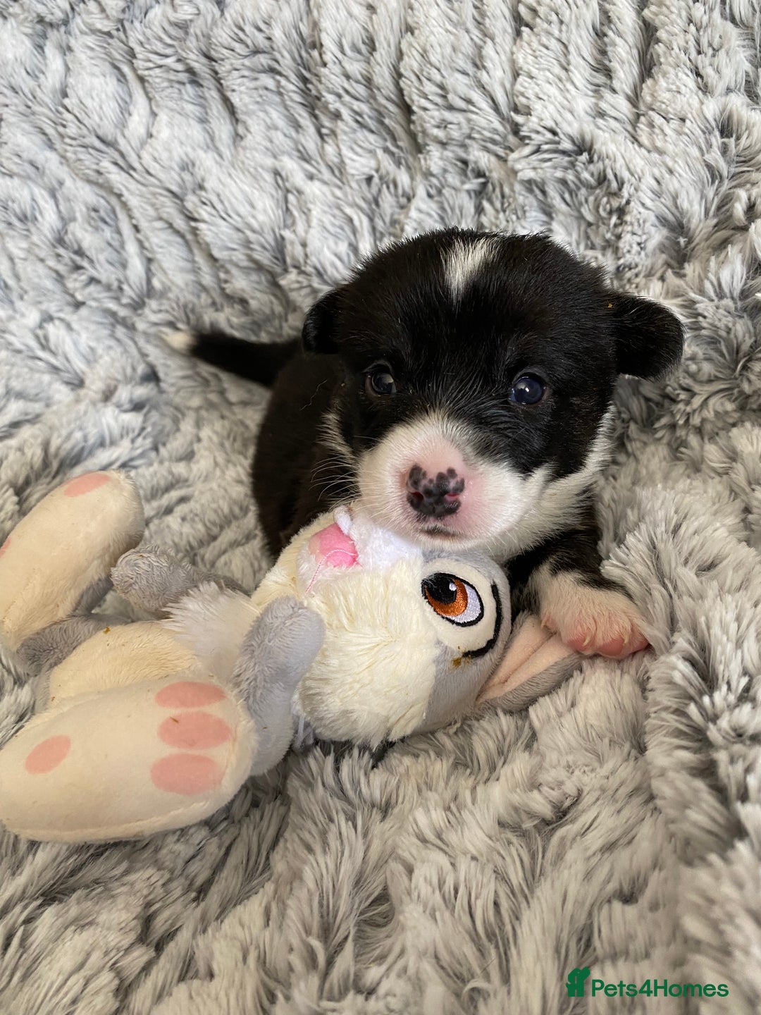 Welsh Corgi Cardigan dogs for sale: WELSH CARDIGAN CORGI BABIES FROM 5 ⭐ LICENSED HOME - Image 22