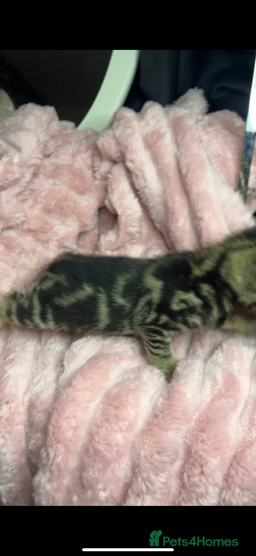 Bengal cats for sale: Beautiful bengal kittens  in Holyhead - Advert 9