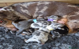 Dachshund dogs for sale: Dachshund Puppies looking for forever homes - Image 31