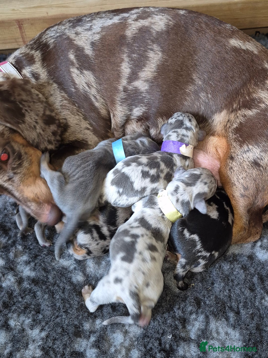 Dachshund dogs for sale: Dachshund Puppies looking for forever homes - Image 31