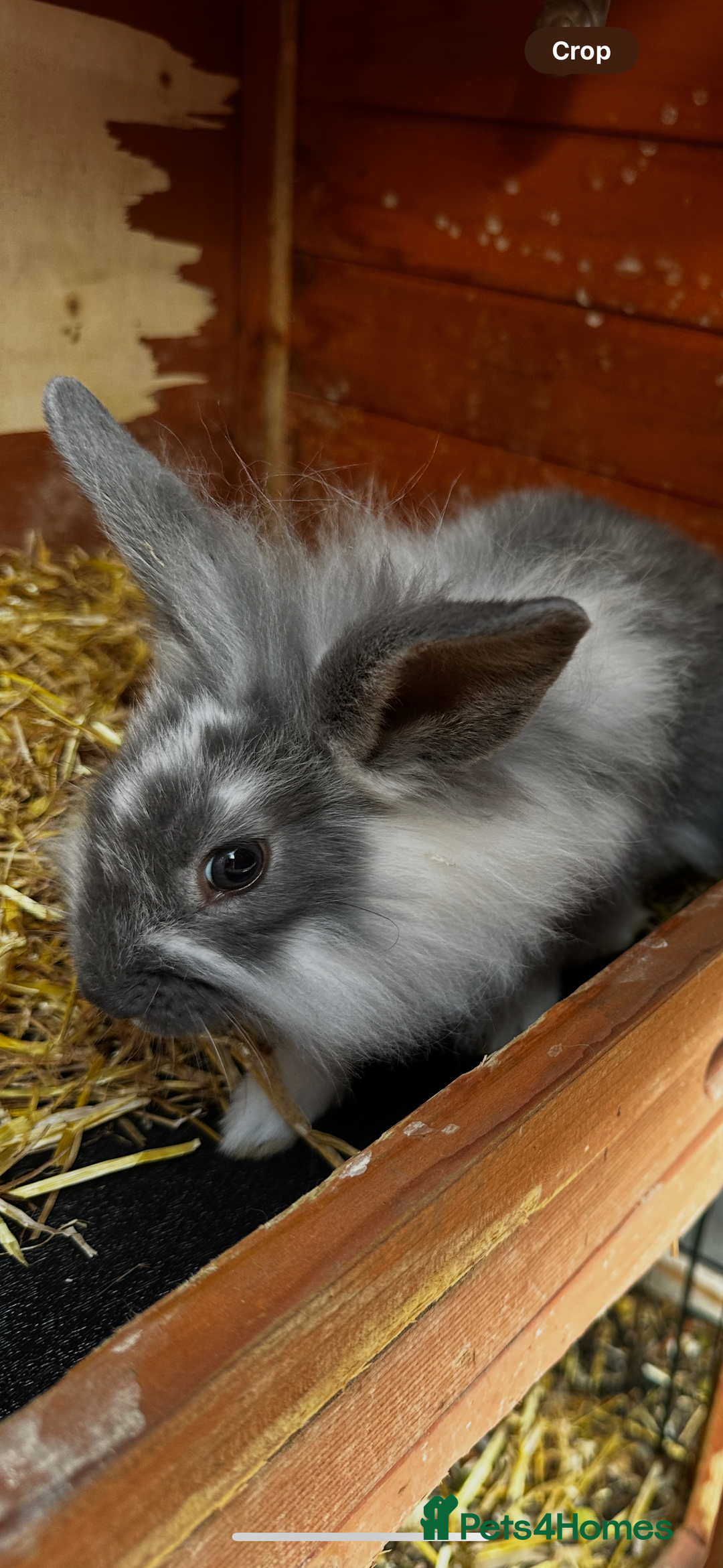 Lionhead rabbits for sale: Baby lion head rabbits for sale - Image 14