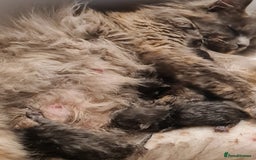 Maine Coon cats for sale: Gorgeous Maine coon boy available  - Image 4