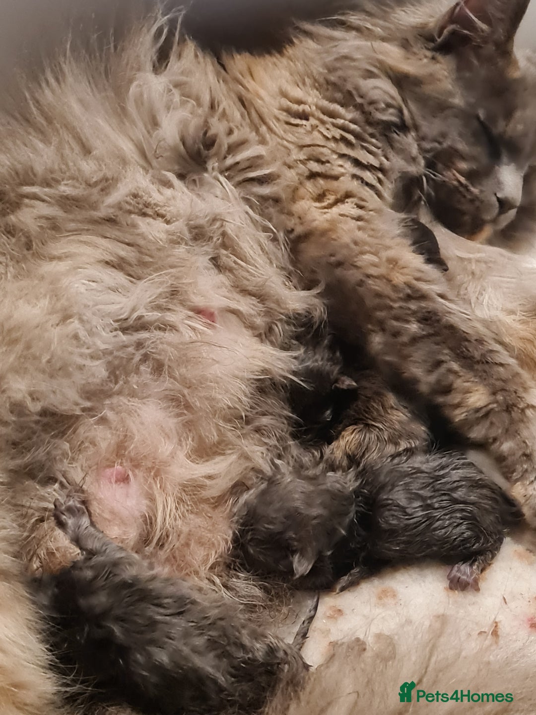 Maine Coon cats for sale: Gorgeous Maine coon boy available  - Image 4