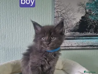 Maine Coon cats PURE BREED MAINE COON KITTENS AVAILABLE - Advert 1