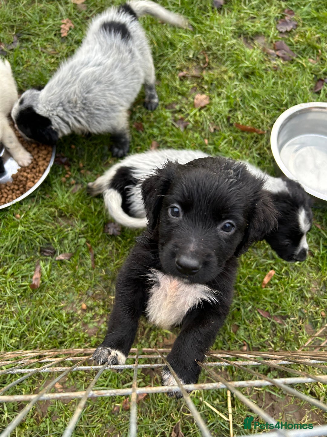 Mixed Breed dogs for sale: GORGEOUS COCKER SPANIEL/BORDER COLLIE PUPS - Advert 2