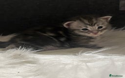 Maine Coon cats for sale: Beautiful Maine coon kittens  - Image 4