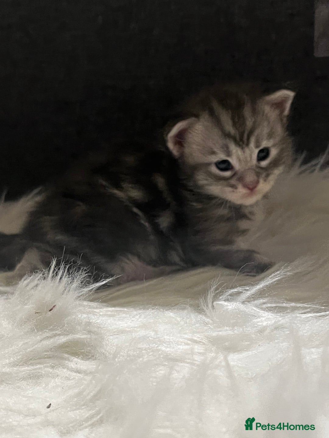 Maine Coon cats for sale: Beautiful Maine coon kittens  - Image 4